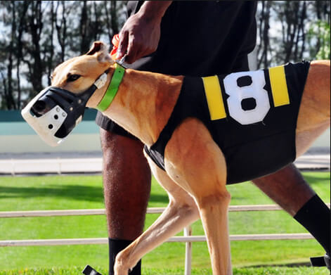 racing post greyhound selections