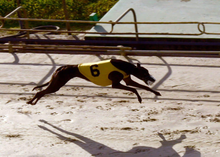 Rader Racing Kennel's Duxbury Wins 20,000 Dick Andrews Futurity and