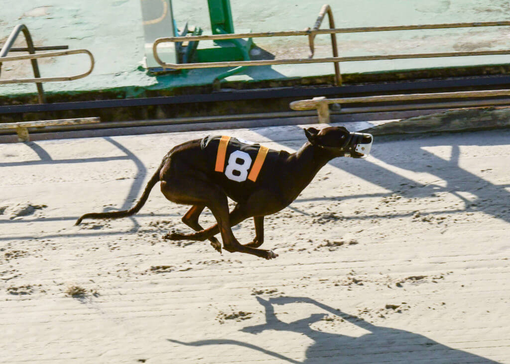 Duxbury Romps in 50,000 He's My Man Classic! Palm Beach Kennel Club